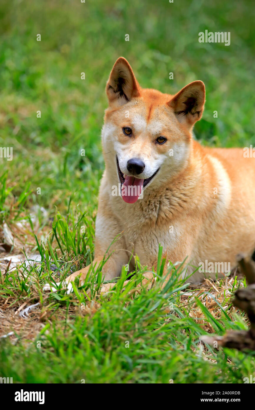Dingo, Phillip Island, Gippsland, Victoria, Australia (Canis familiaris dingo) Foto de stock