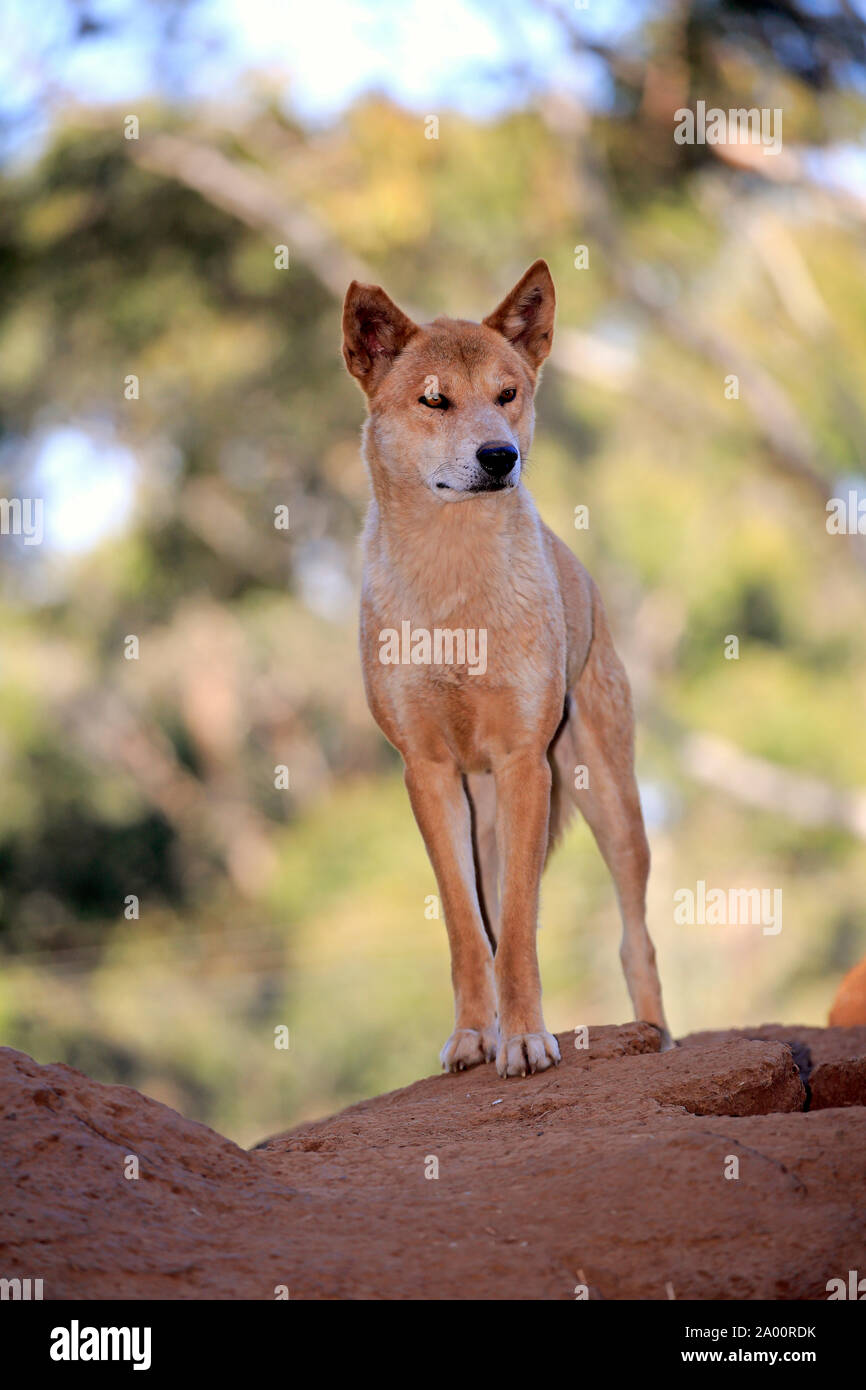 Dingo, adulto en roca, Phillip Island, Gippsland, Victoria, Australia (Canis familiaris dingo) Foto de stock
