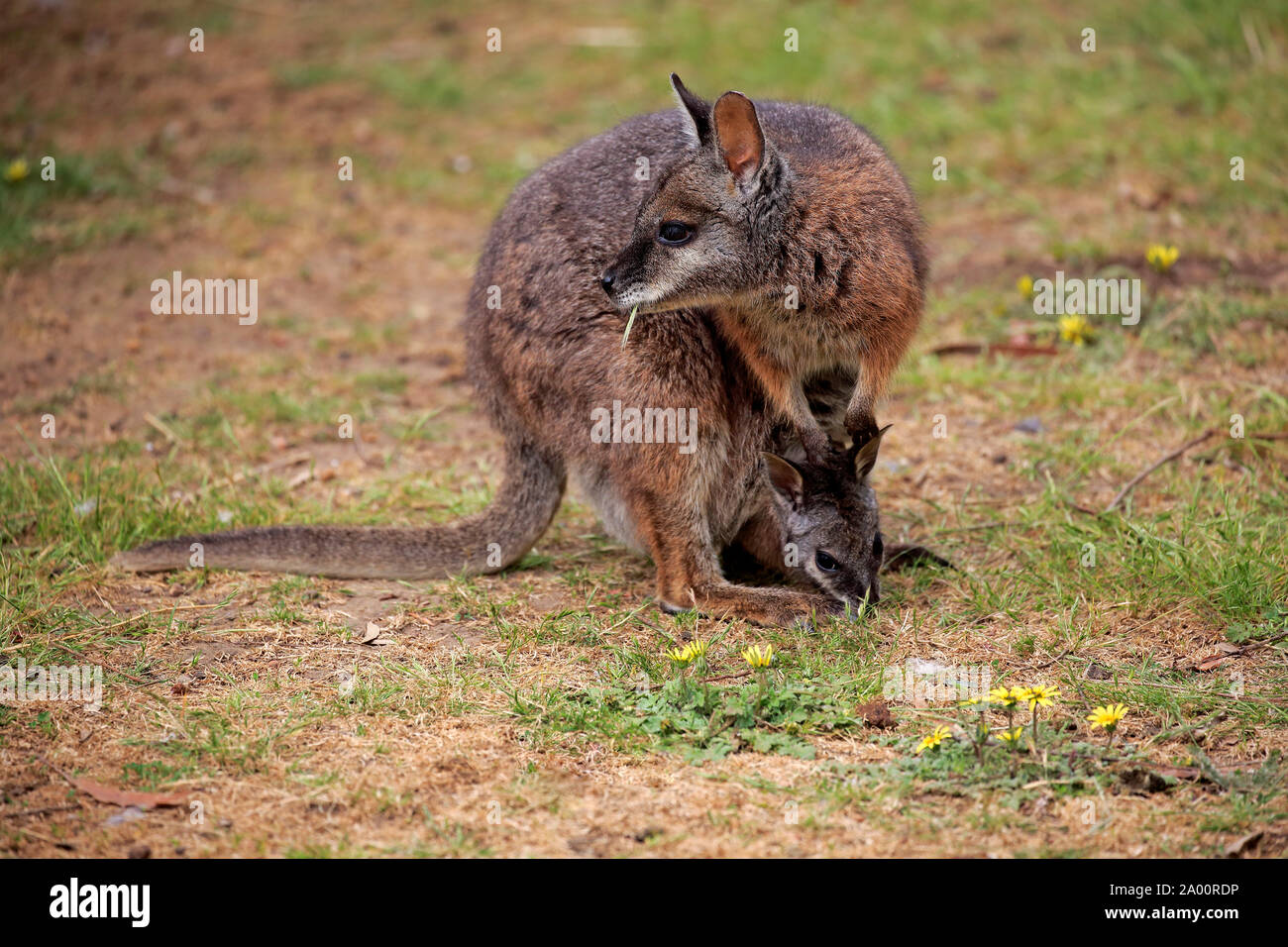 Tammar Wallaby, hembra adulta con Joey sobre pradera, peluches Creek, Australia Meridional, Australia (Macropus eugenii) Foto de stock
