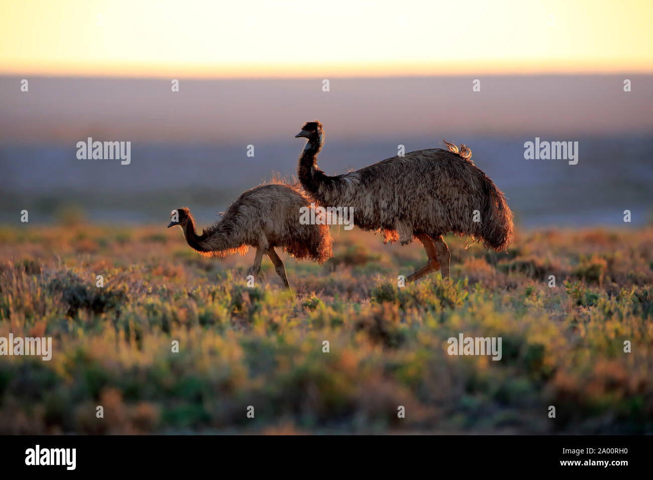 La UEM, pareja adulta al atardecer, Sturt, Parque Nacional de Nueva Gales del Sur, Australia, (Dromaius novaehollandiae) Foto de stock