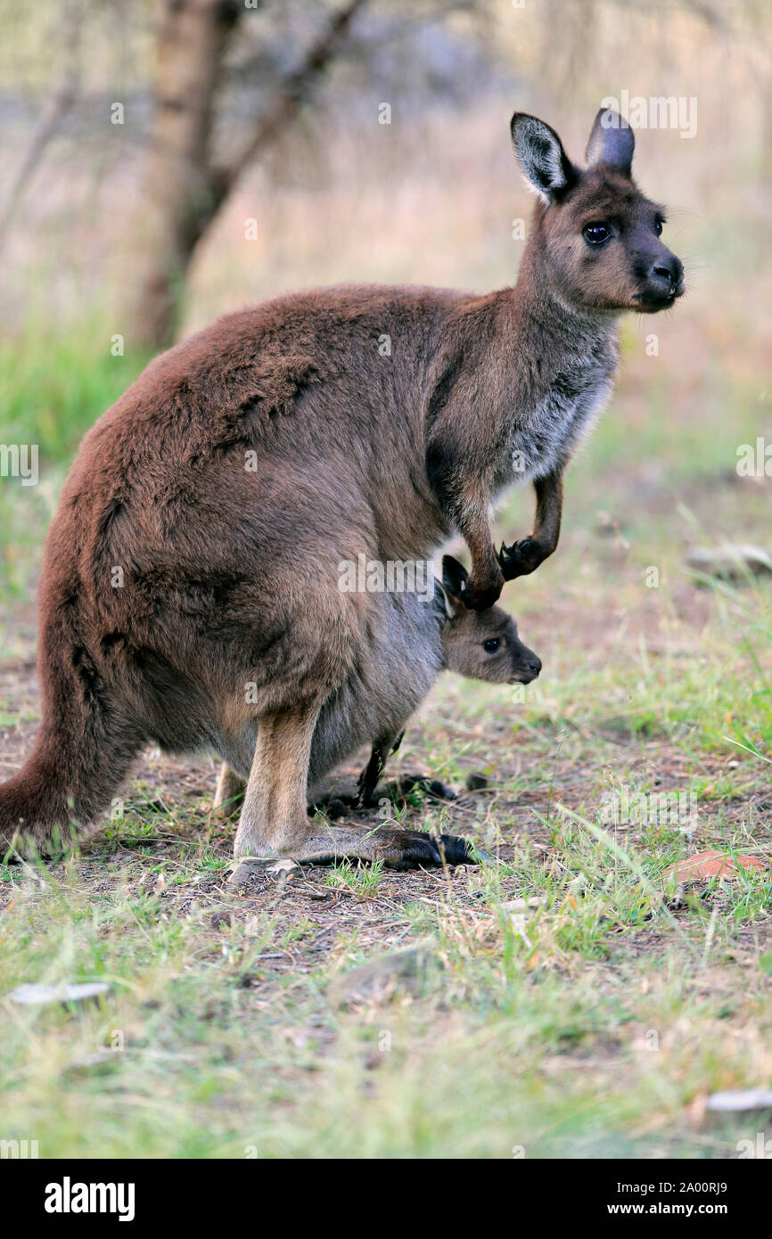 La Isla de los canguros canguro hembra adulta, con Joey, Parndana, Kangaroo Island, South Australia, Australia (Macropus fuliginosus fuliginosus) Foto de stock