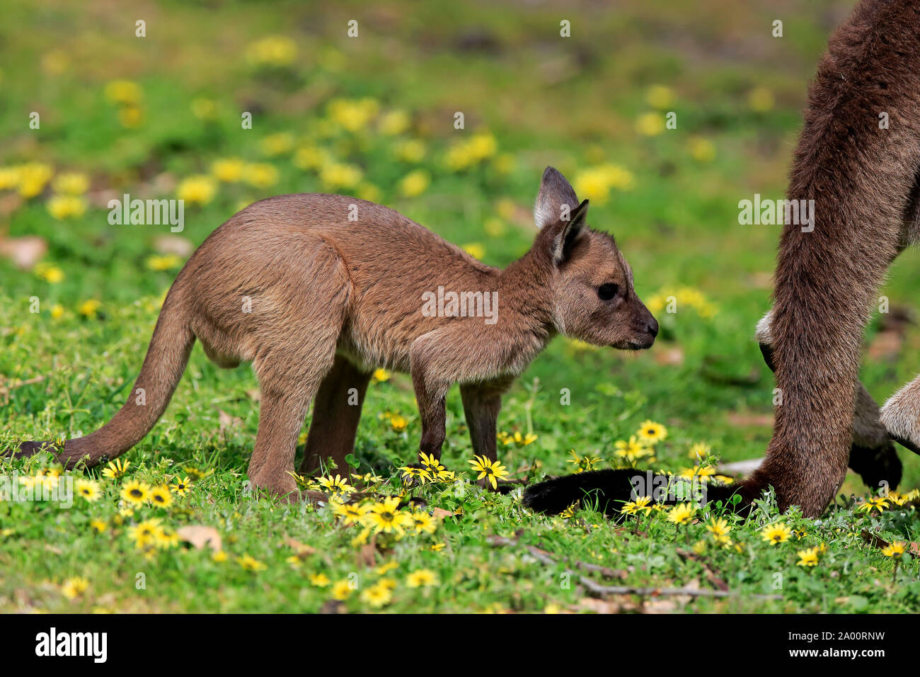 La Isla de los canguros canguro, jóvenes en la pradera, el Mount Lofty, South Australia, Australia (Macropus fuliginosus fuliginosus) Foto de stock