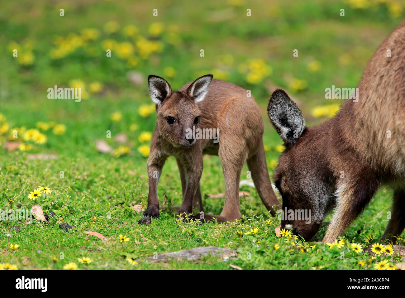 La Isla de los canguros canguro, adulto con Joey, el Mount Lofty, South Australia, Australia (Macropus fuliginosus fuliginosus) Foto de stock