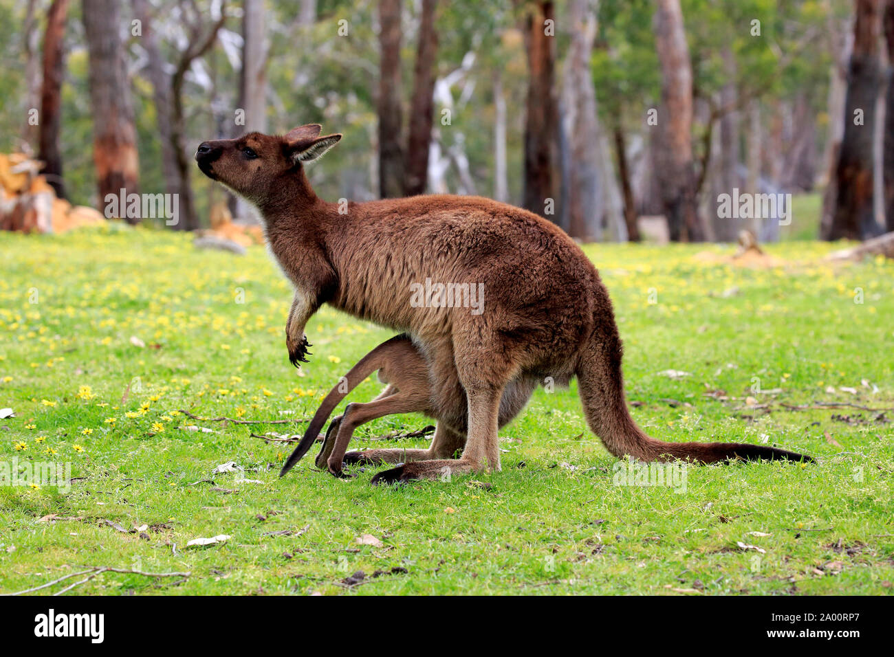 La Isla de los canguros canguro, con jóvenes adultos en la pradera, el Mount Lofty, South Australia, Australia (Macropus fuliginosus fuliginosus) Foto de stock