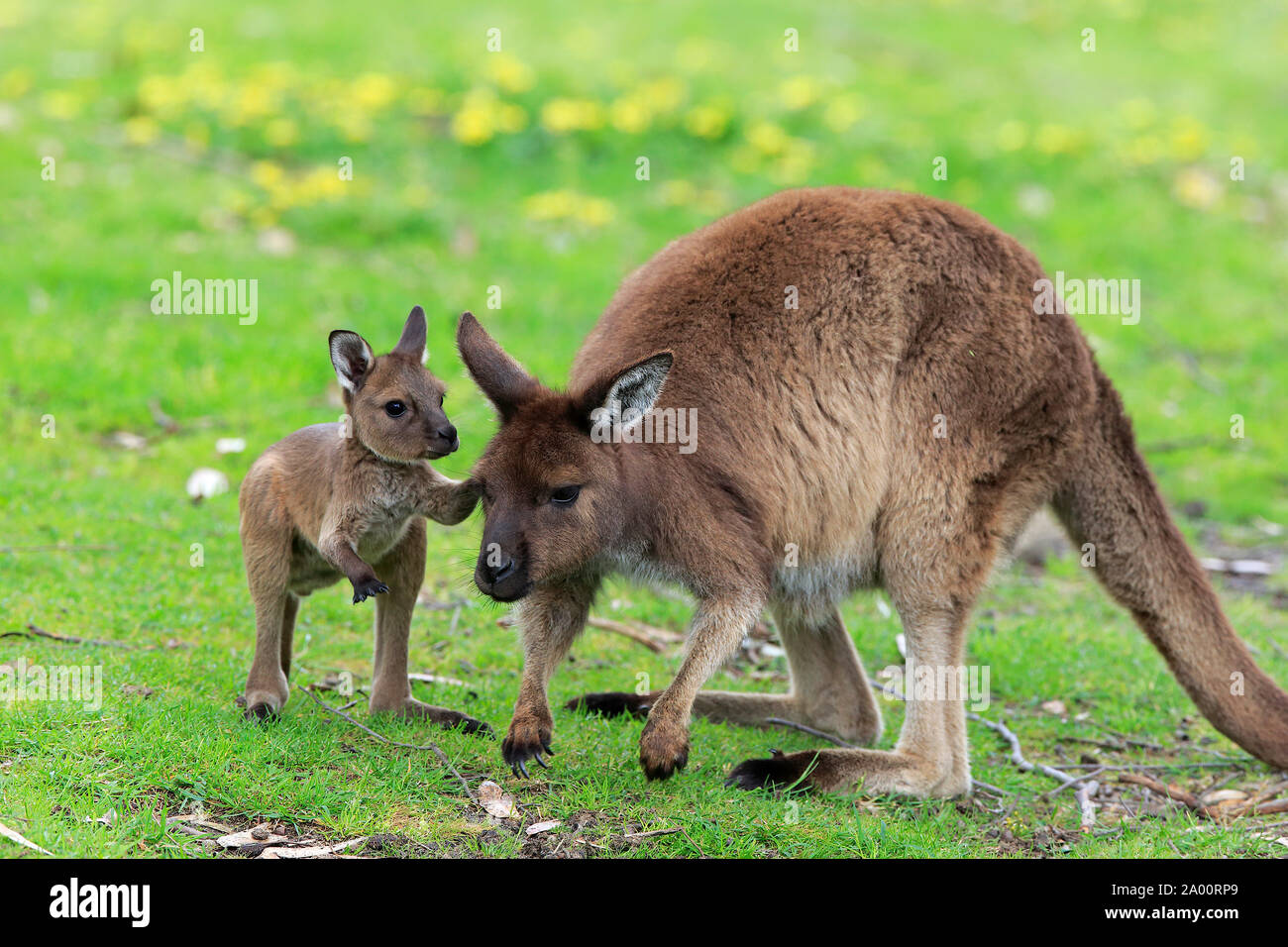 La Isla de los canguros canguro con las mujeres adultas jóvenes, Mount Lofty, South Australia, Australia (Macropus fuliginosus fuliginosus) Foto de stock