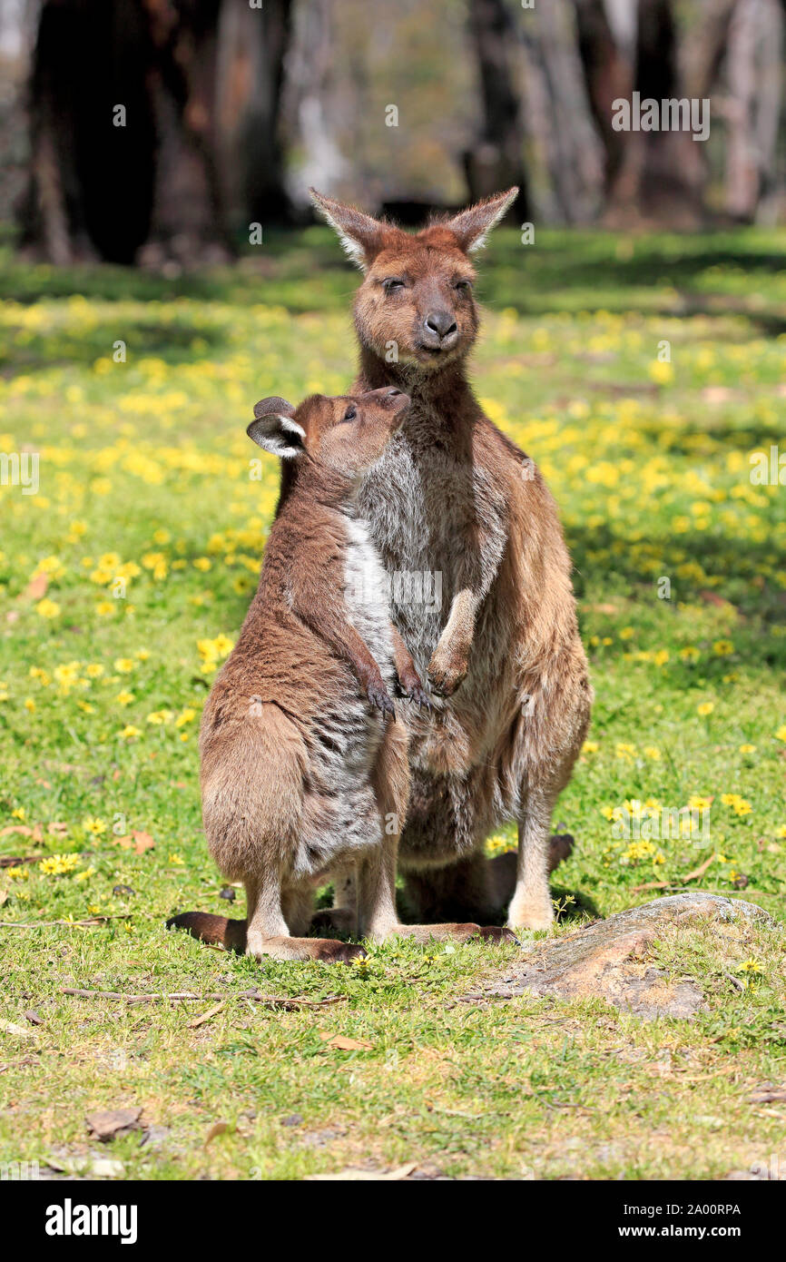 La Isla de los canguros canguro, adulto con Joey, el Mount Lofty, South Australia, Australia (Macropus fuliginosus fuliginosus) Foto de stock