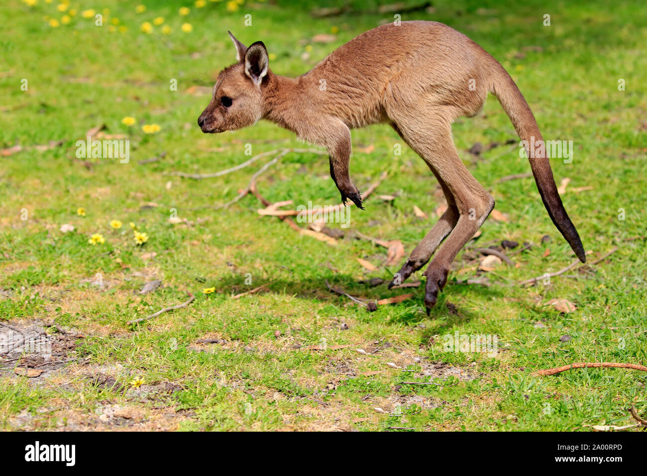La Isla de los canguros canguro, joven saltando en el Prado, el Monte Lofty, South Australia, Australia (Macropus fuliginosus fuliginosus) Foto de stock