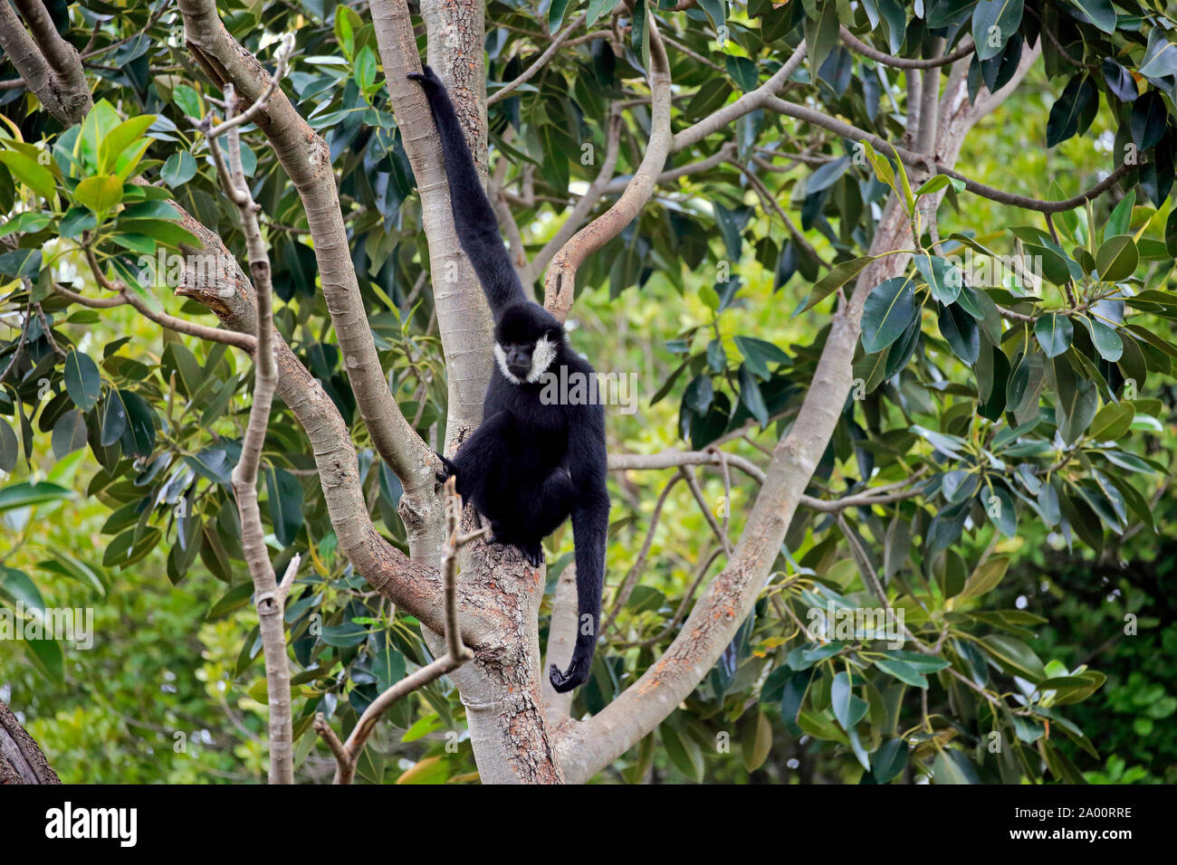 Norte White-Cheeked Gibbon, adulto macho en el árbol, cautivo, Adelaide, Australia Meridional, Australia (Nomascus leucogenys) Foto de stock