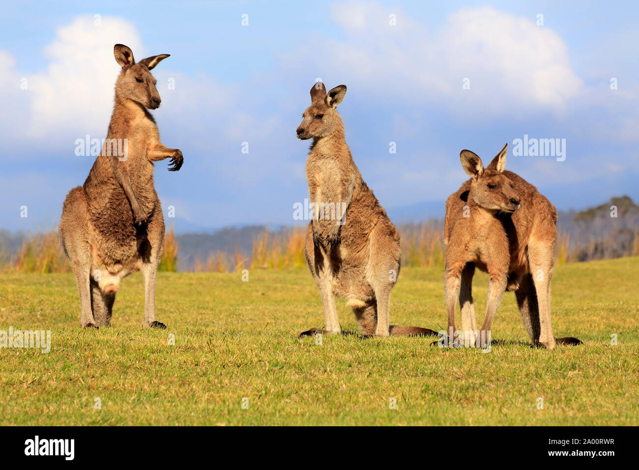 Canguro gris oriental, grupo de adultos en la pradera, Maloney Beach, Nueva Gales del Sur, Australia, (Macropus giganteus) Foto de stock
