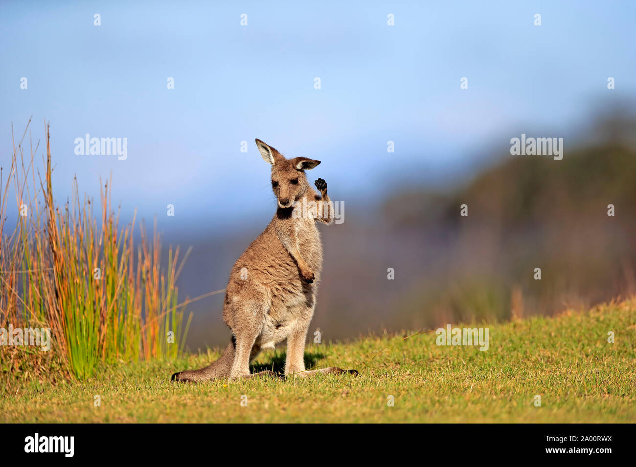 Canguro gris oriental, subadulto, Maloney Beach, Nueva Gales del Sur, Australia, (Macropus giganteus) Foto de stock