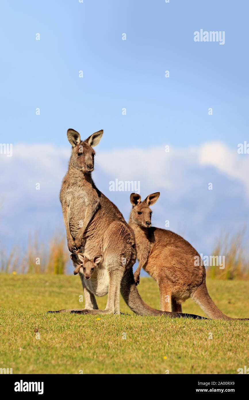 Canguro gris oriental, hembra adulta con Joey, Maloney Beach, Nueva Gales del Sur, Australia, (Macropus giganteus) Foto de stock