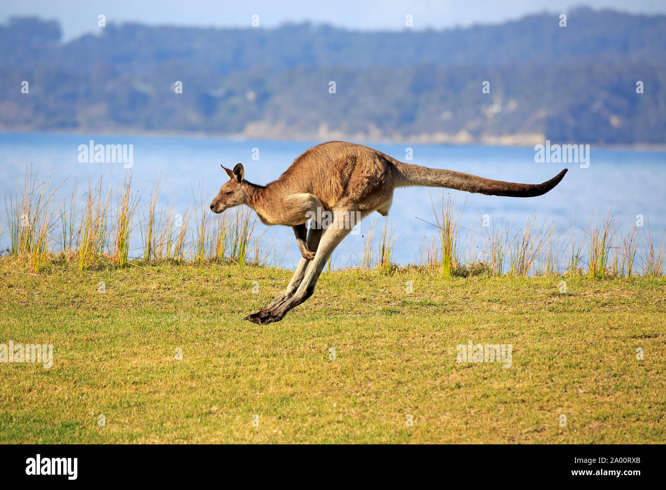Canguro gris oriental, macho adulto saltando, Maloney Beach, Nueva Gales del Sur, Australia, (Macropus giganteus) Foto de stock