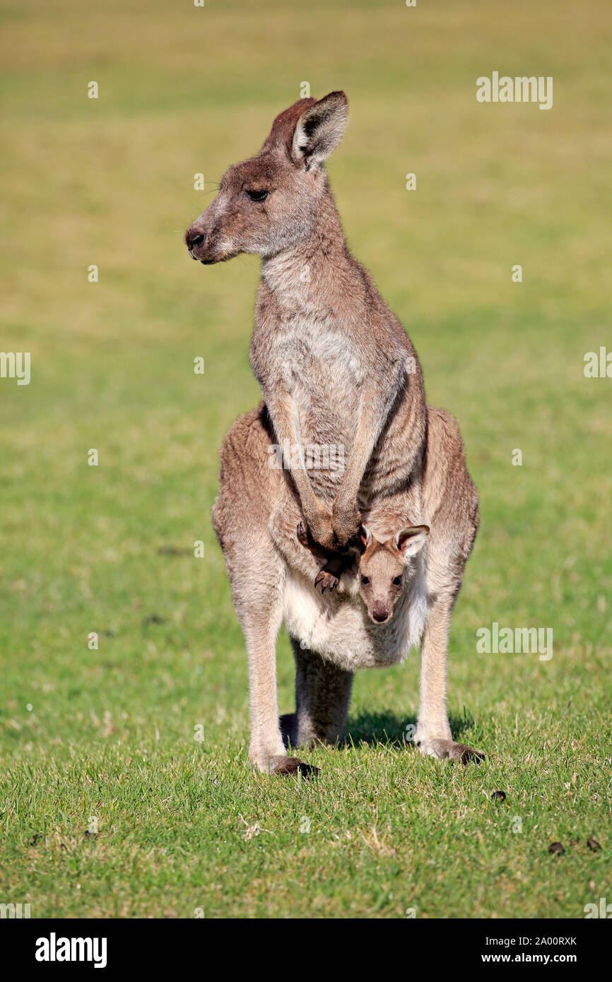 Canguro gris oriental, hembra adulta con Joey, Maloney Beach, Nueva Gales del Sur, Australia, (Macropus giganteus) Foto de stock