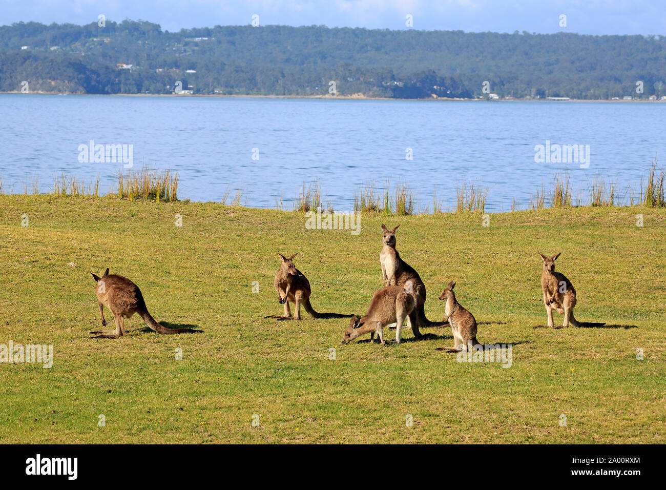Canguro gris oriental, Grupo Maloney Beach, Nueva Gales del Sur, Australia, (Macropus giganteus) Foto de stock