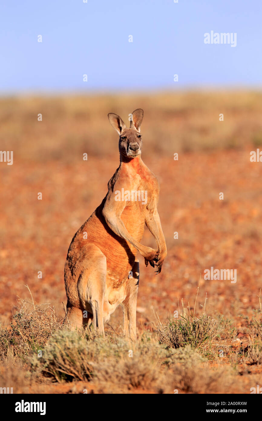 Canguro rojo, macho adulto, Sturt, Parque Nacional de Nueva Gales del Sur, Australia, (Macropus rufus) Foto de stock