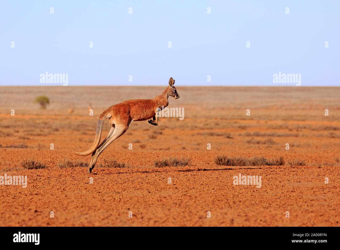 Canguro rojo adulto, saltando, Sturt, Parque Nacional de Nueva Gales del Sur, Australia, (Macropus rufus) Foto de stock