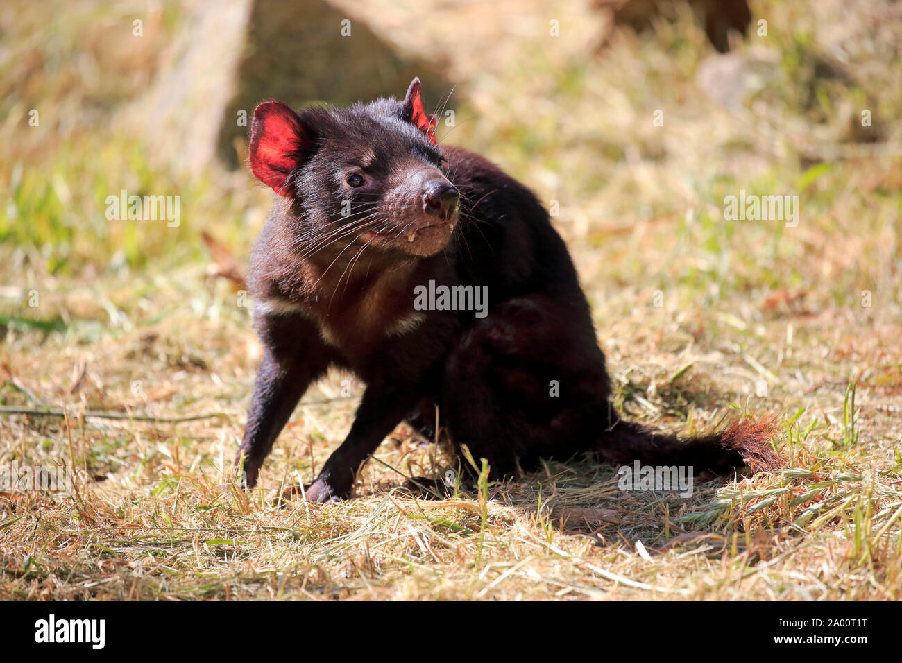 El diablo de Tasmania, adulto, Mount Lofty, South Australia, Australia, (Sarcophilus harrisii) Foto de stock