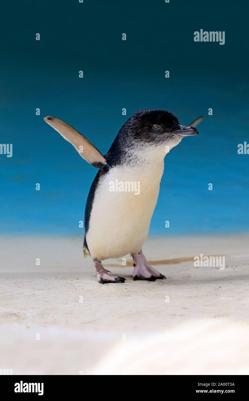 Pingüino pequeño, adulto, Kangaroo Island, South Australia, Australia (Eudyptula minor) Foto de stock