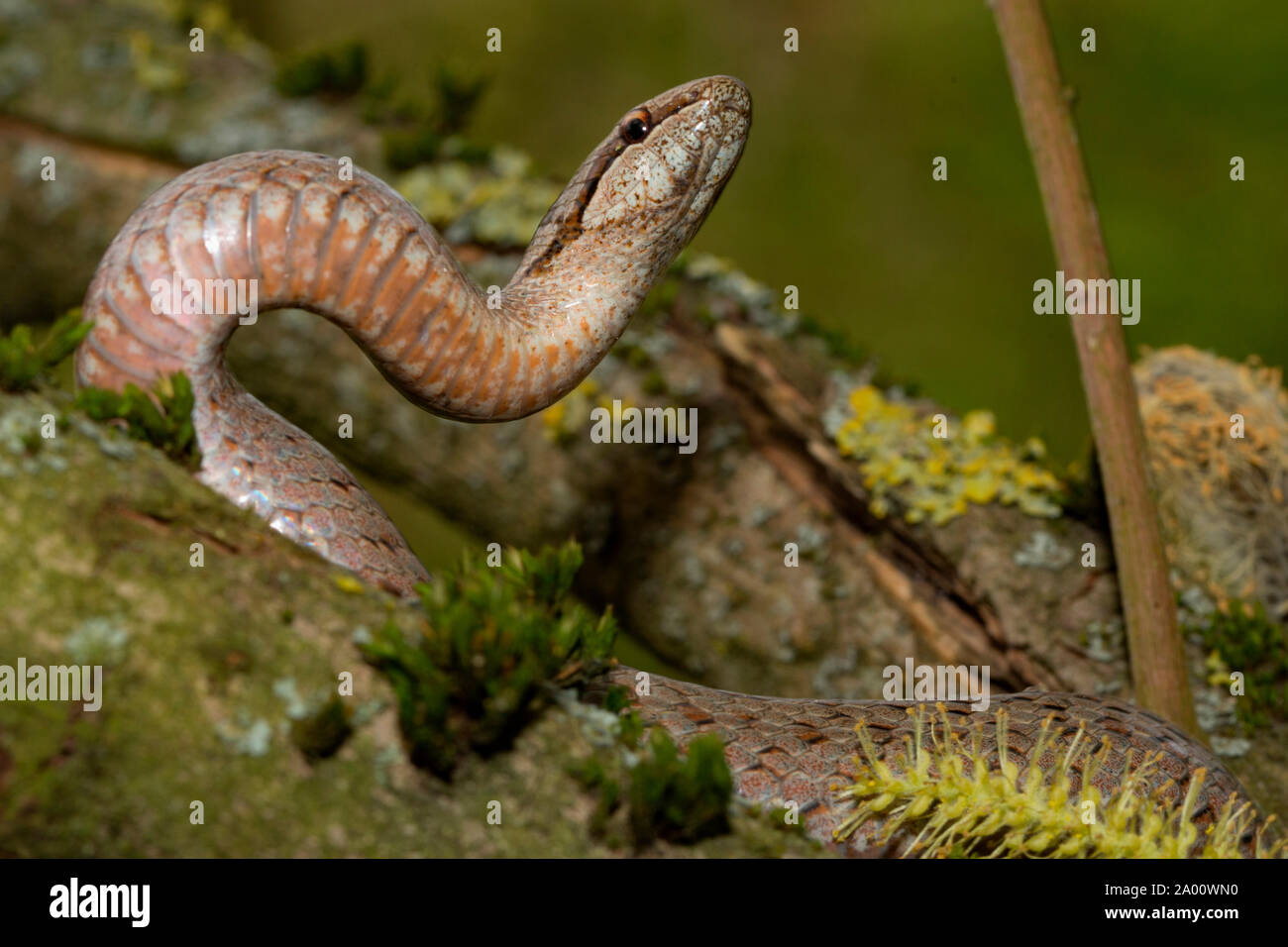 La serpiente, lisa (Coronella austriaca) Foto de stock
