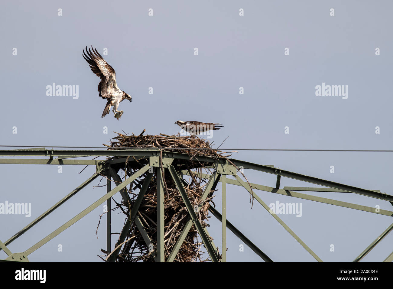 Osprey, Lusacia, en el Estado federado de Sajonia, Alemania (Pandion haliaetus) Foto de stock