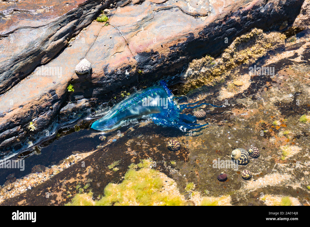 Botella Azul, hombre portugués de la guerra o el terror flotante medusas en el agua Foto de stock