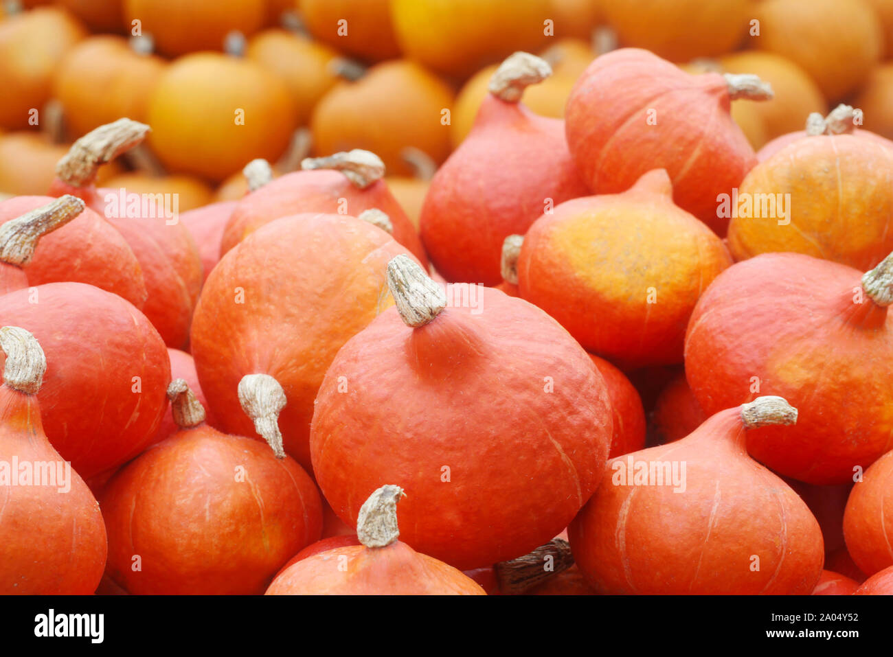 Hokkaido calabazas en pilas Foto de stock