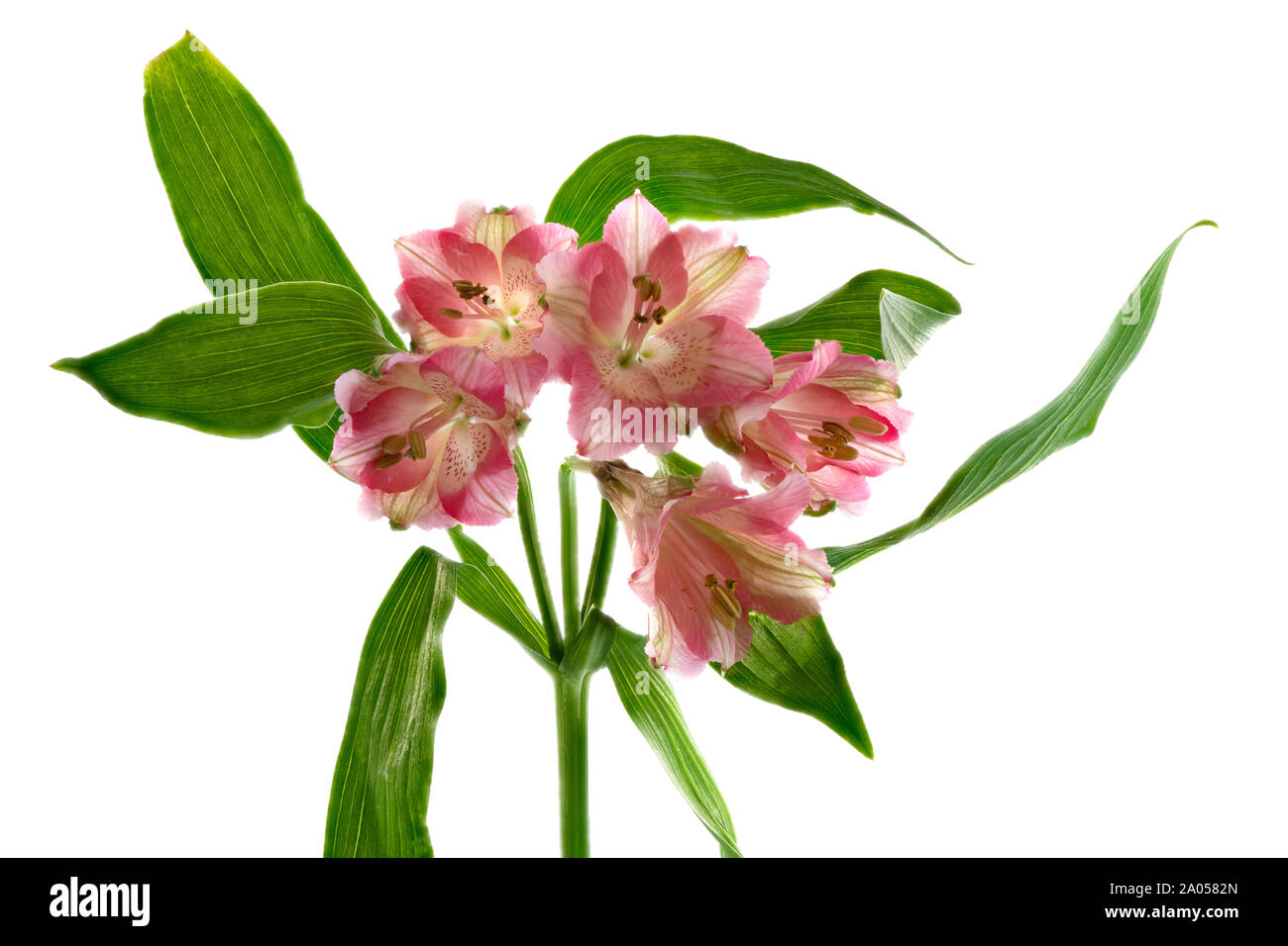 Cinco flores de Alstroemeria rosa que florecen en un solo tallo representado sobre un fondo blanco liso Foto de stock