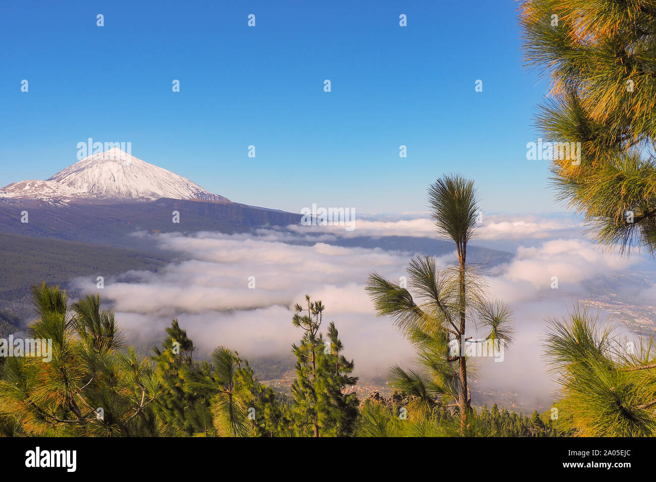 La montaña más alta de España, el Pico de Teide en Tenerife con nieve fresca y cielo azul oscuro. En frente de ella un nuevo bosque verde canario pi Foto de stock