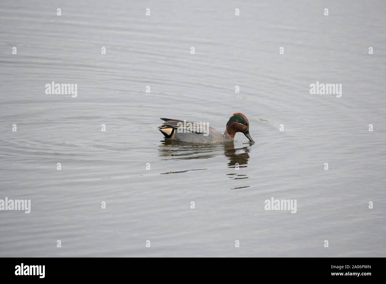 Un macho de común (Anas crecca) sobre un lago en Münster, Alemania Foto de stock