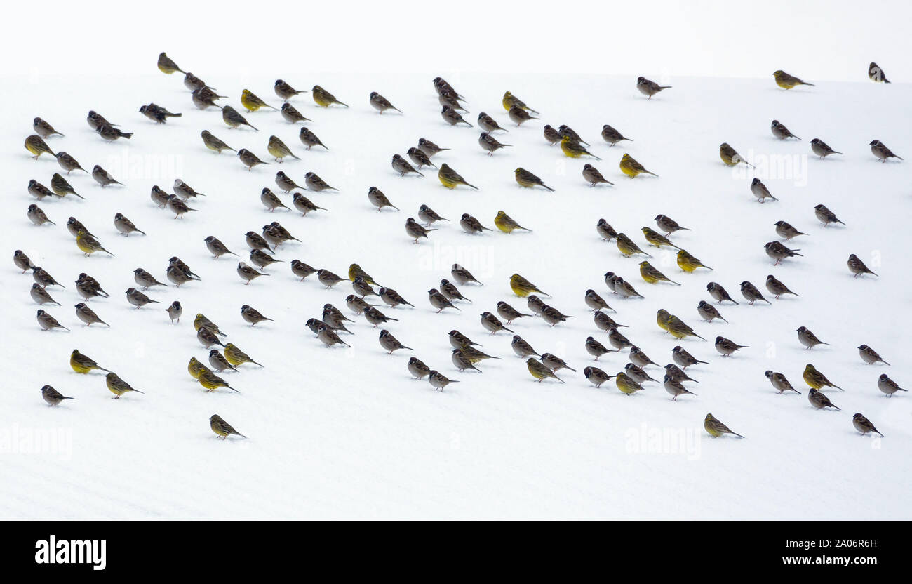 Gran bandada de gorriones y árbol yellowhammers descansa sobre la nieve en extraña combinación de oscuras siluetas Foto de stock