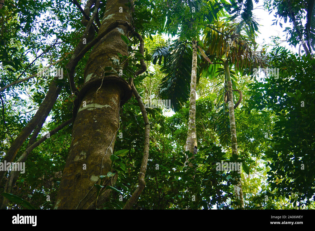 La selva amazónica, también conocida en inglés como la Amazonia o selva