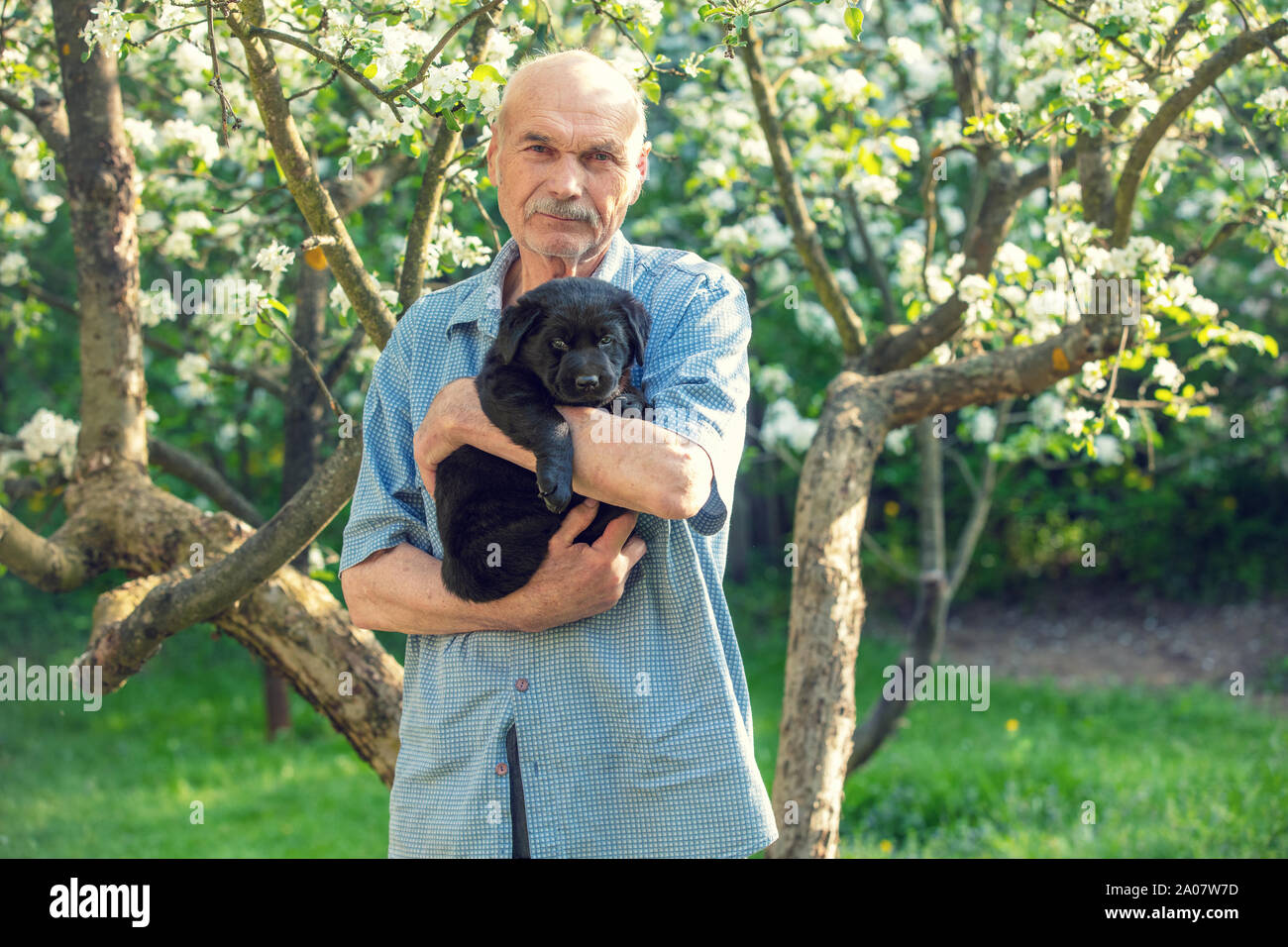 Un anciano con un poco de cachorro labrador negro en el exterior. Hombre en un florecimiento primaveral Orchard Foto de stock