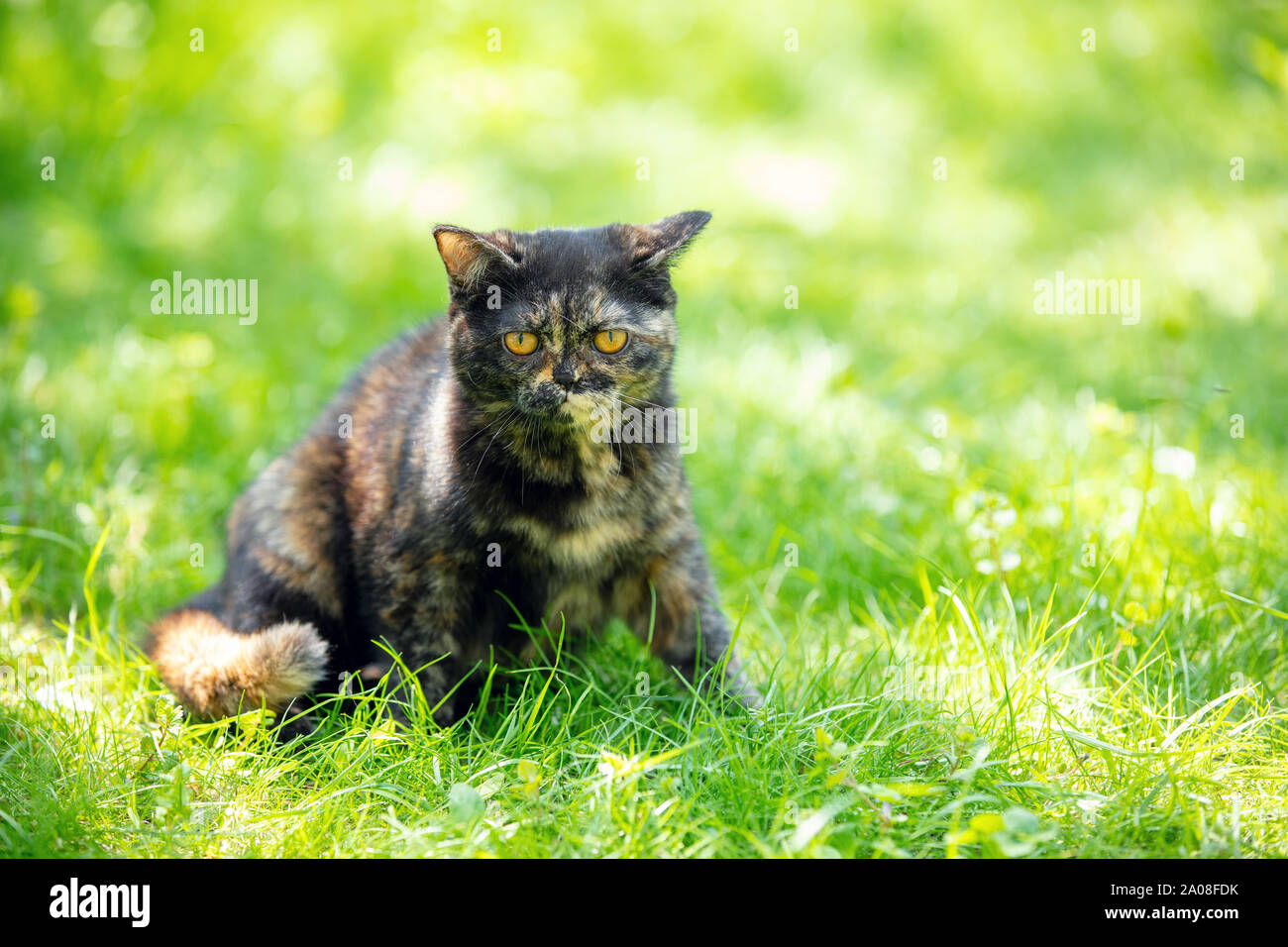 Precioso gatito tortoiseshell sentados en el césped en un jardín de verano Foto de stock