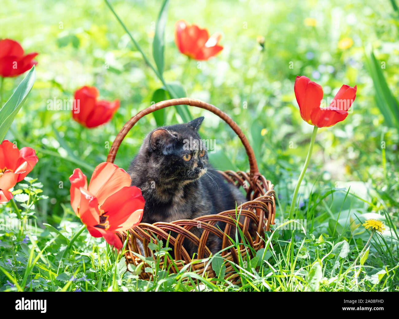 Precioso gatito tortoiseshell se asienta en una canasta cerca de tulipanes en un spring garden Foto de stock