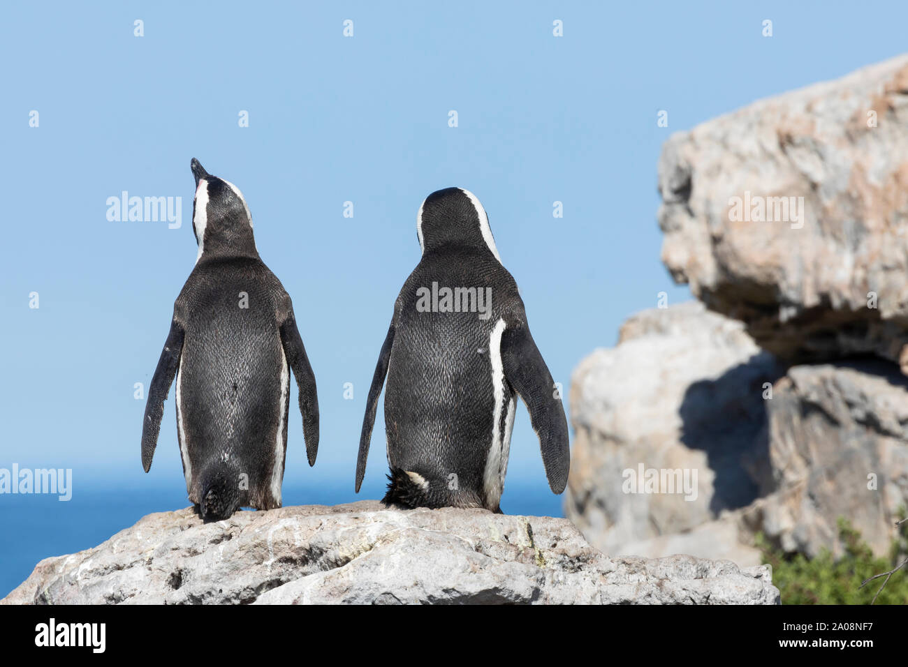 De pingüinos africanos (Spheniscus demersus) Stony Point Nature Reserve, Betty's Bay, Western Cape, Sudáfrica, especies vulnerables. Pingüinos jackass Foto de stock