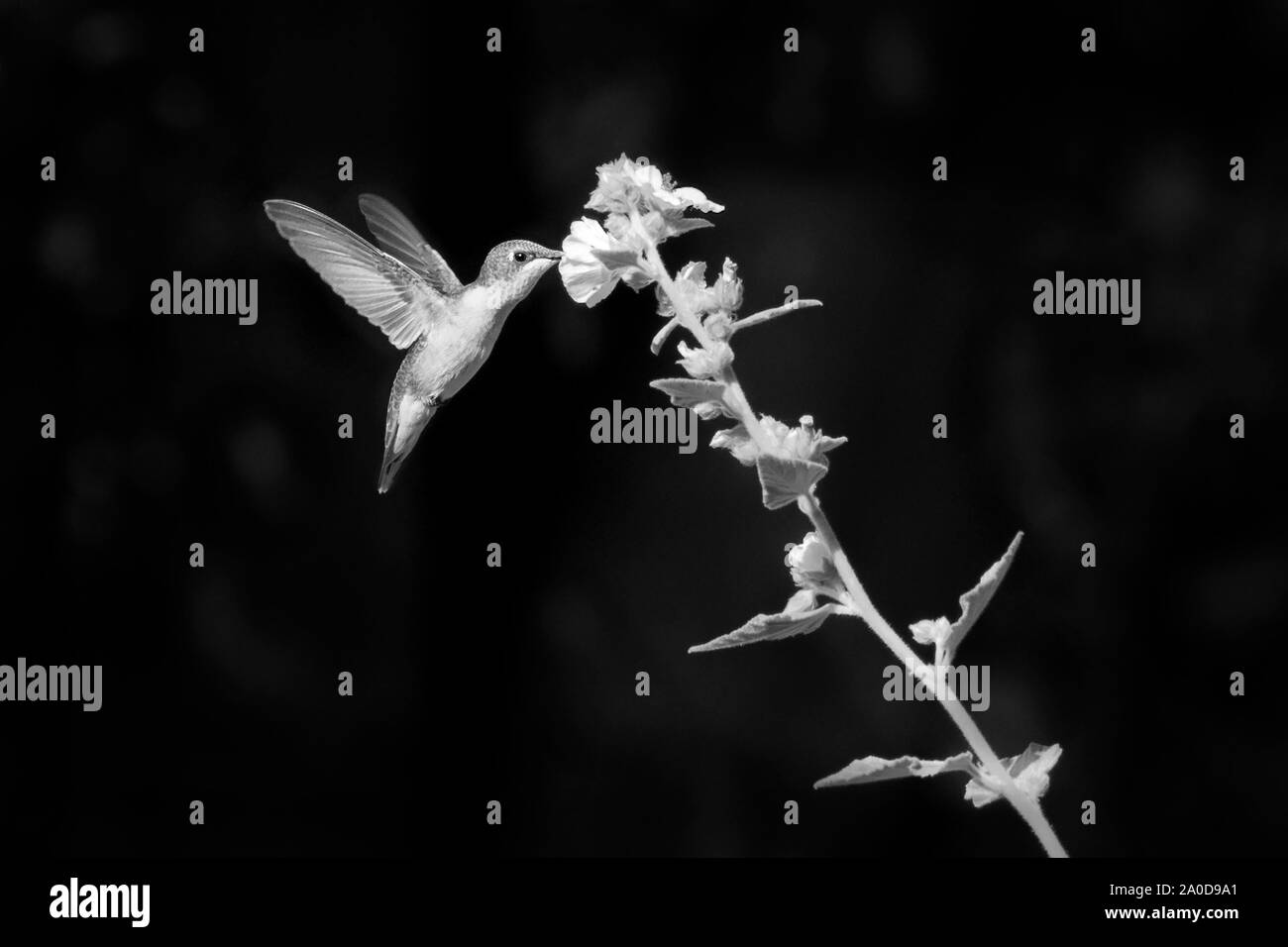 Primer plano en blanco y negro de colibrí en vuelo alimentándose de néctar de flores Foto de stock