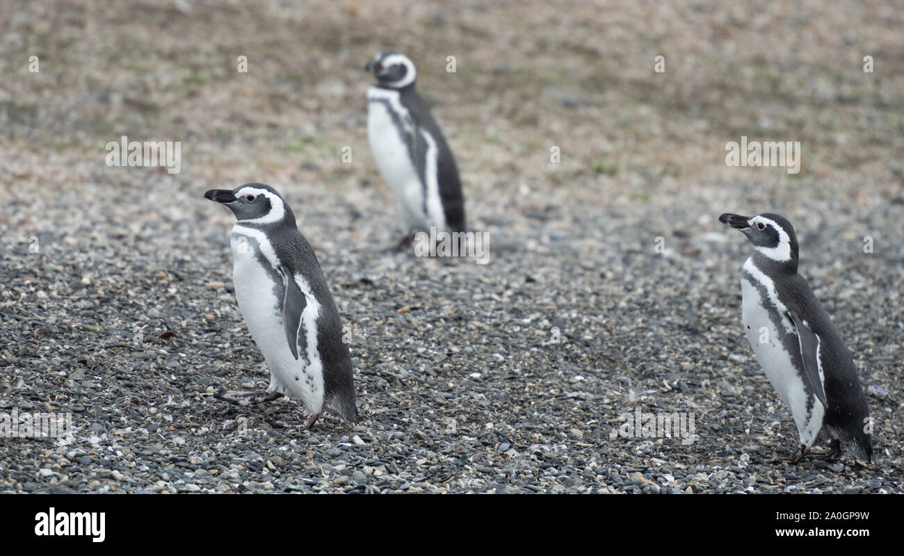 Un gracioso pingüino pequeño. Tomadas en la Isla Martillo en el canal Beagle, Argentina Foto de stock