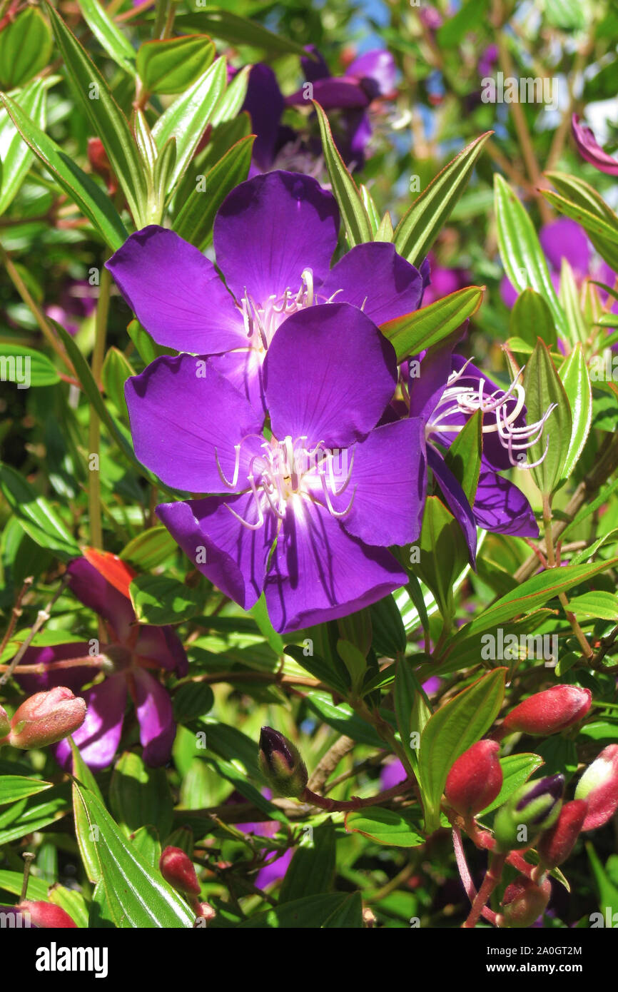 Cierre de un púrpura wildflower, Australia Occidental Foto de stock
