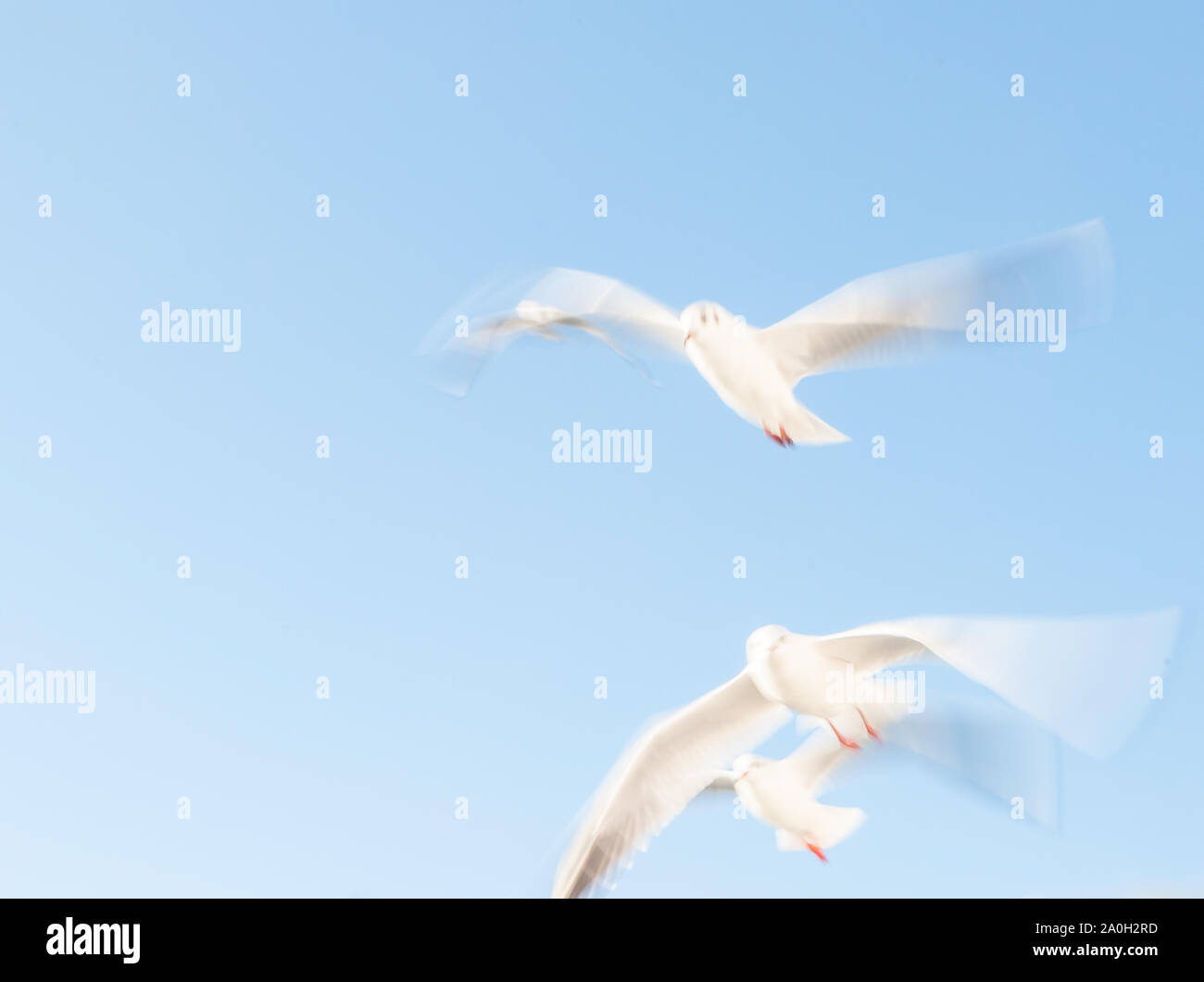 Fotografiado el obturador lento. Gaviota volando en el cielo con las alas abiertas. Foto de stock