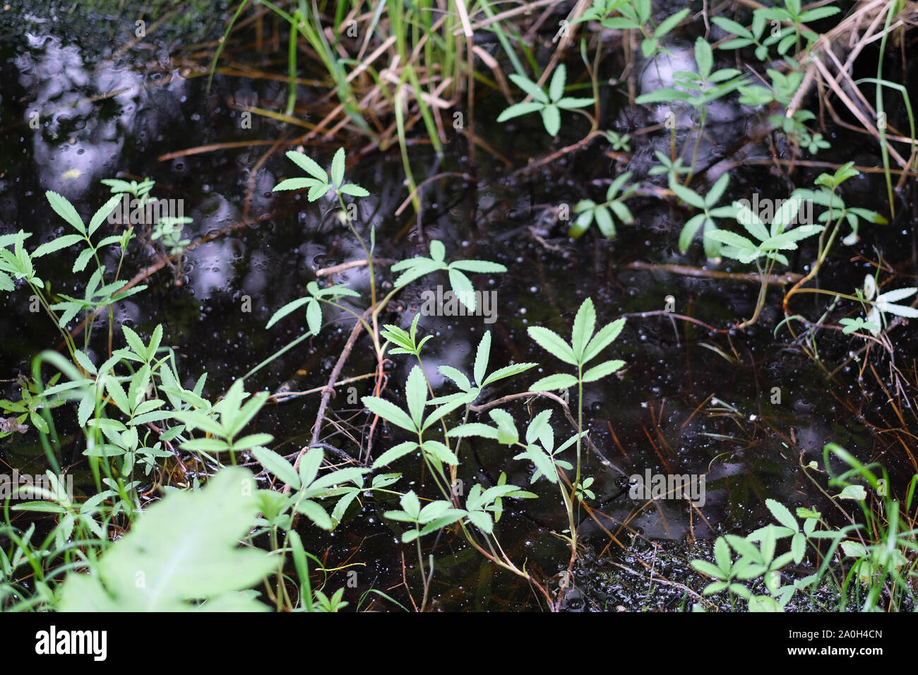 Plantas herbáceas en húmedo el suelo pantanoso en el bosque Foto de stock