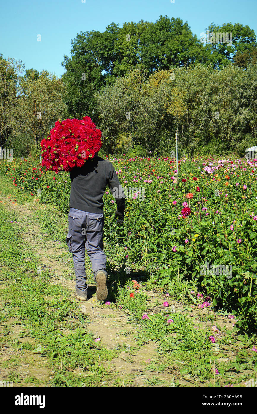 El cultivo de flores en Baviera: trabajador trae un montón de dahlia cortado y listo para el mercado Foto de stock