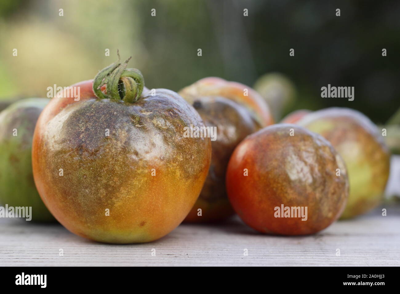 Phytophthora infestans. El cultivo del tomate mostrar parches marrón característico, ennegrecidos, tallos y decadencia de Blight Foto de stock
