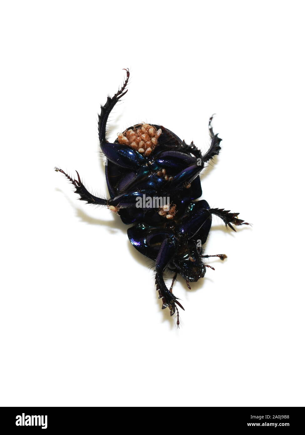 Los escarabajos del estiércol stercorosus Anoplotrupes mostrando gran cantidad de ácaros Foto de stock