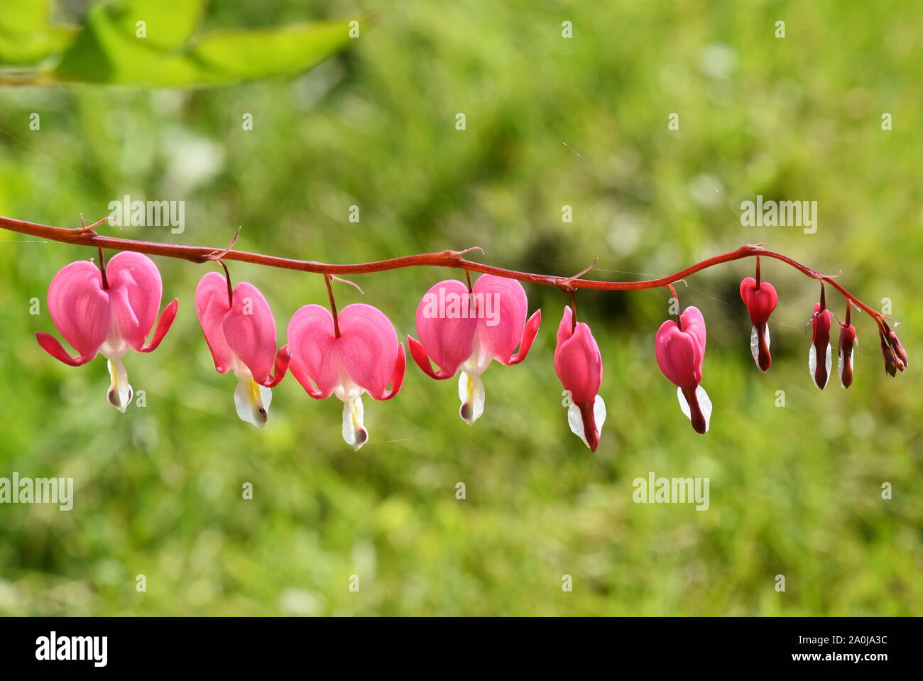 Las flores en forma de corazón del corazón sangrando planta Dicentra spectabilis en un jardín. Foto de stock