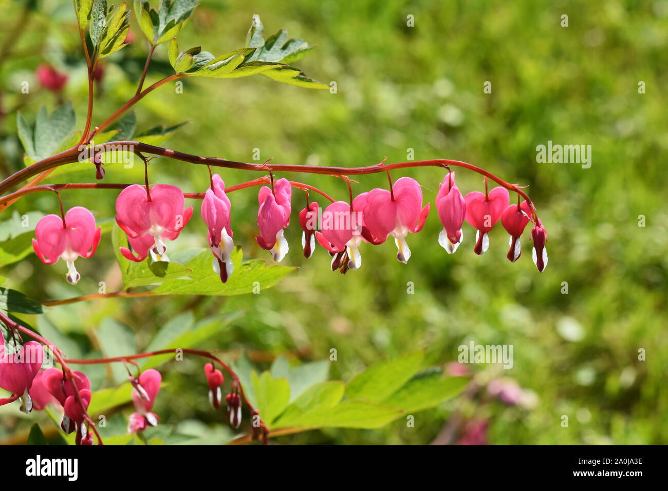 Las flores en forma de corazón del corazón sangrando planta Dicentra spectabilis en un jardín. Foto de stock