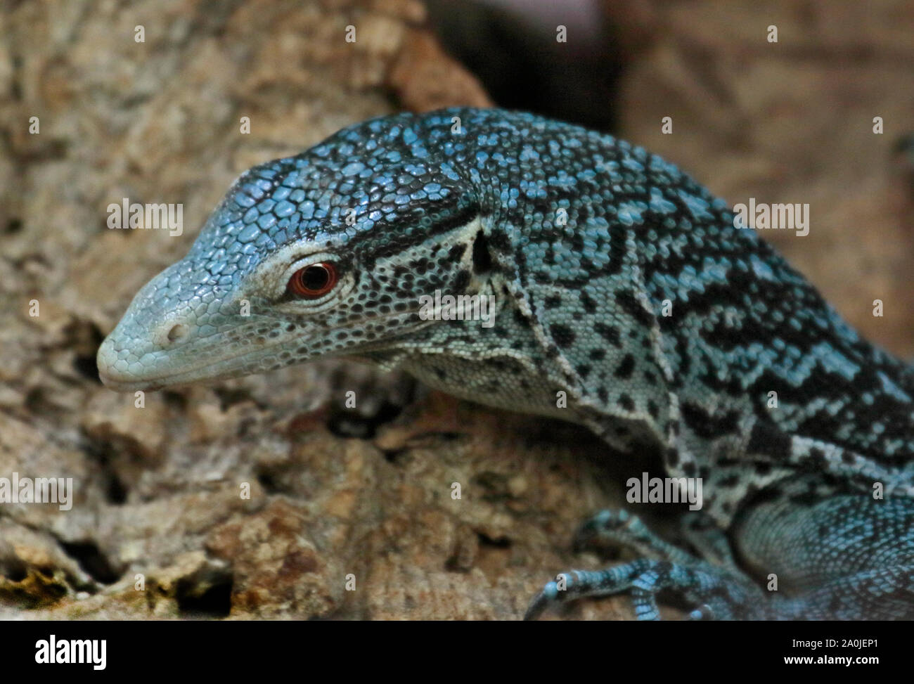 árbol azul monitor varanus macraei fotografías e imágenes de alta
