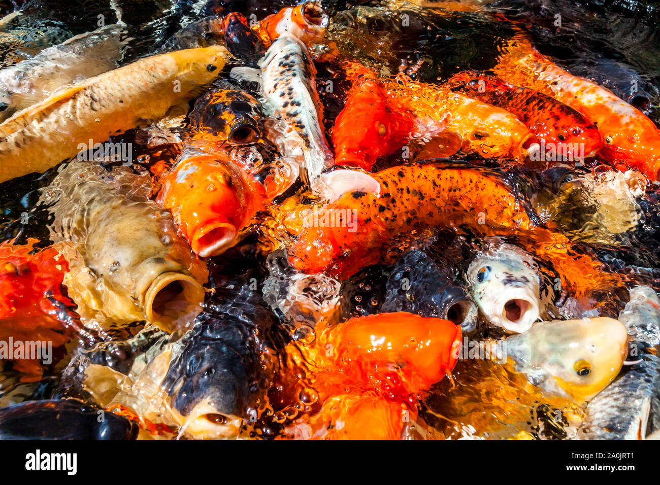 Muchos coloridos peces koi durante la lactancia Foto de stock