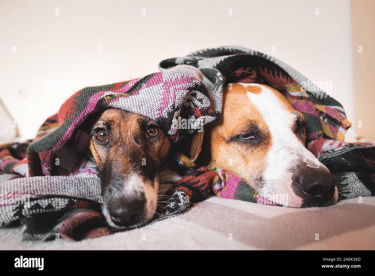 Dos jóvenes sleepy perros envueltos en el poncho. Fox Terrier y staffordshire terrier perros acostado en la cama, el concepto de la amistad y la confianza entre dos mascotas Foto de stock