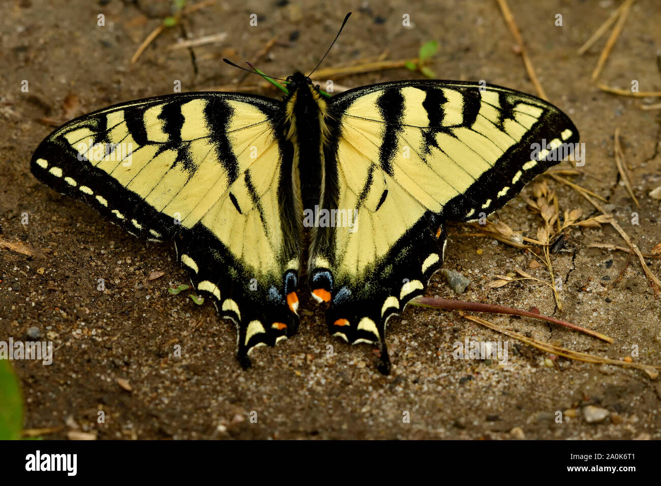 Una especie de mariposa de color amarillo y negro en el suelo con sus alas extendidas. Foto de stock