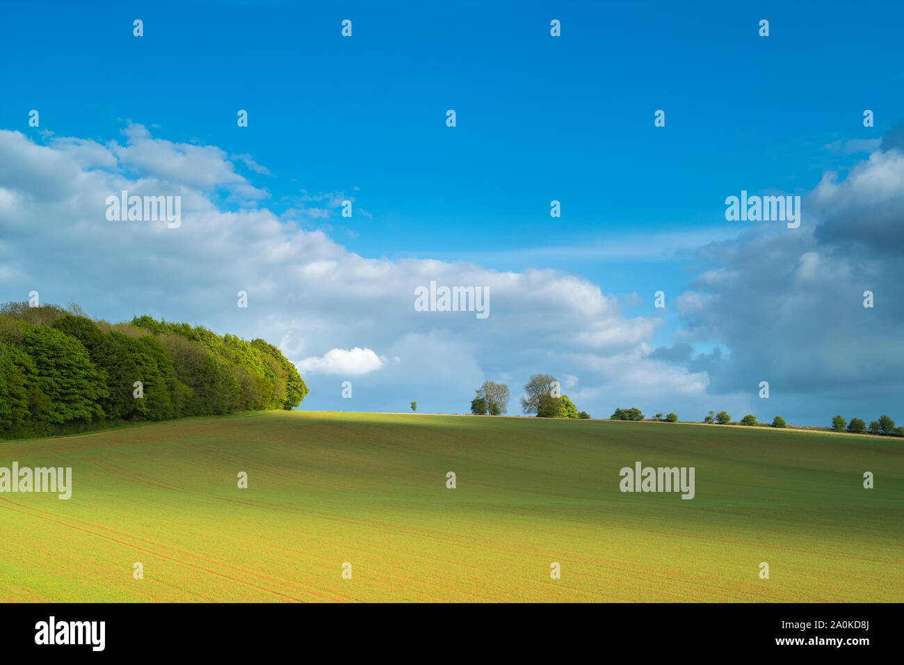 Colores sutiles y los contornos de un campo de cultivo e hinchadas nubes a finales de primavera y principios de verano en los Cotswolds Gloucestershire, Reino Unido Foto de stock